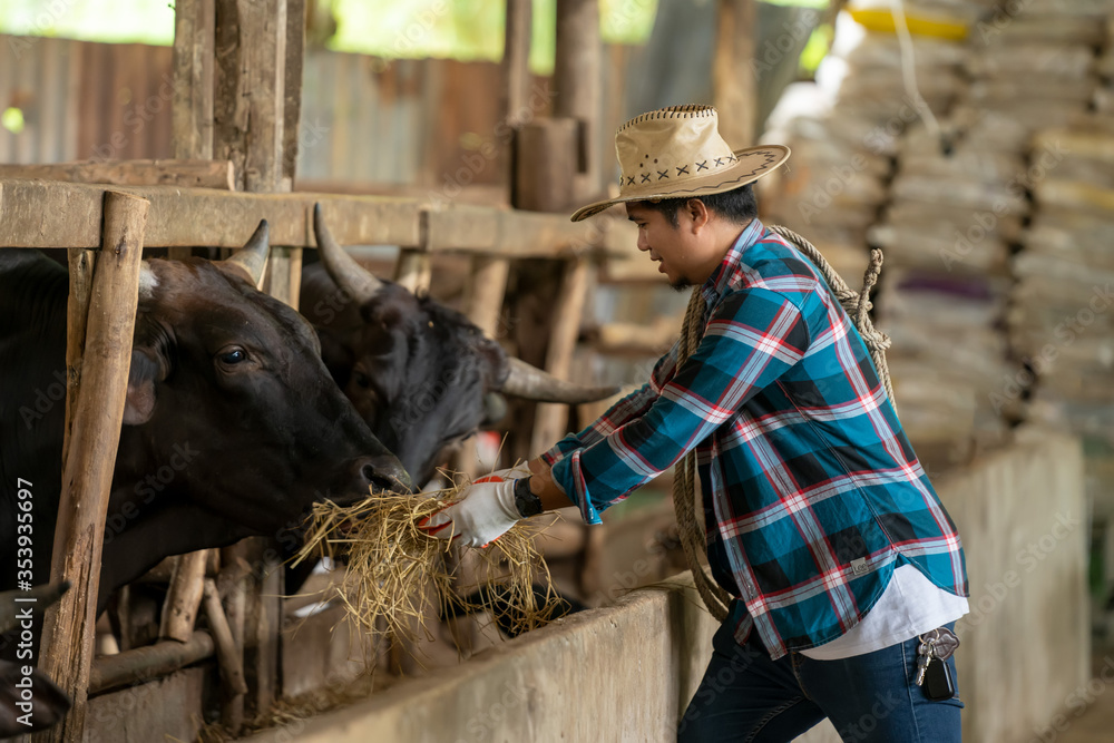 畜牧业中的农民——小型养殖业——照顾肉牛，人民