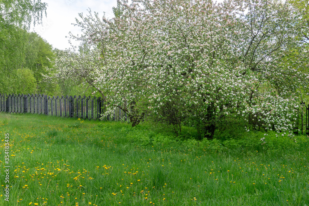 三野风景公园里令人惊叹的开花苹果树