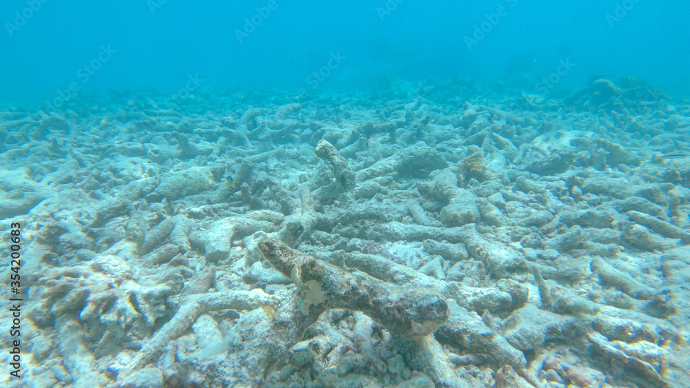 特写：马尔代夫一处被破坏的漂白奇异珊瑚礁的悲伤景象。