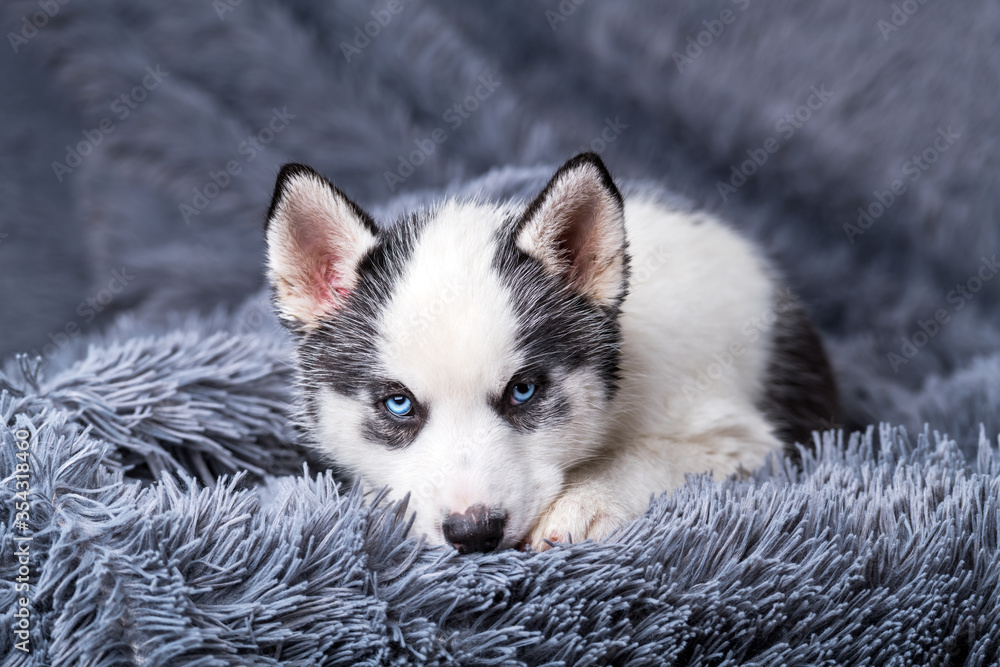 一只白色小狗品种的西伯利亚哈士奇，有着美丽的蓝色眼睛，躺在灰色地毯上。狗和