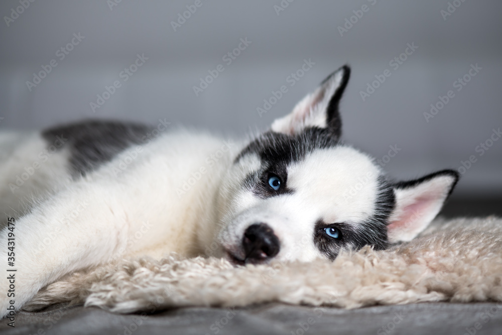 一只白色小狗品种的西伯利亚哈士奇，有着美丽的蓝色眼睛，躺在白色地毯上。狗和