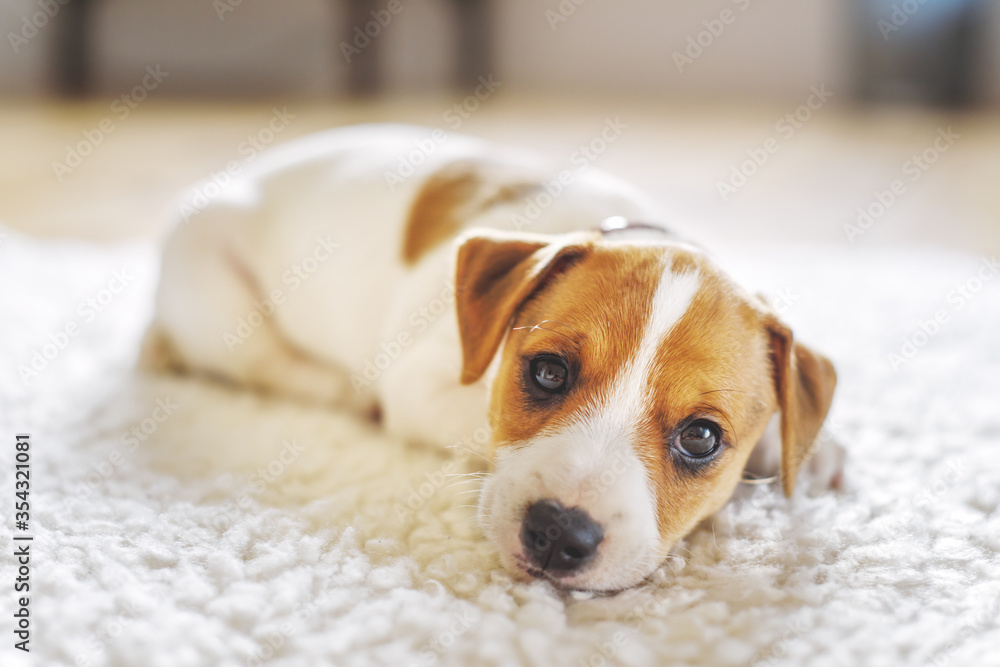 一只拥有美丽眼睛的小白犬品种杰克·拉塞尔梗躺在白色地毯上。狗和
