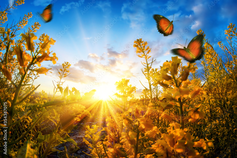 透过草地上的花朵看到明亮的乡村日落，蝴蝶在空中和深处漫游