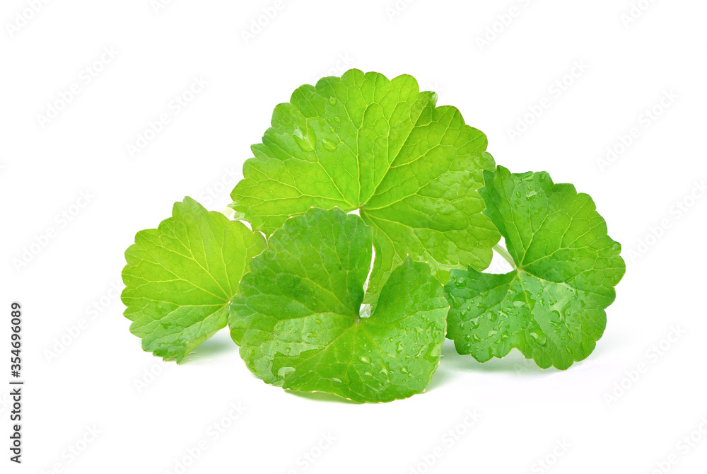Group of Gotu kola (Centella asiatica) leaves with water droplets  isolated on white background. (As
