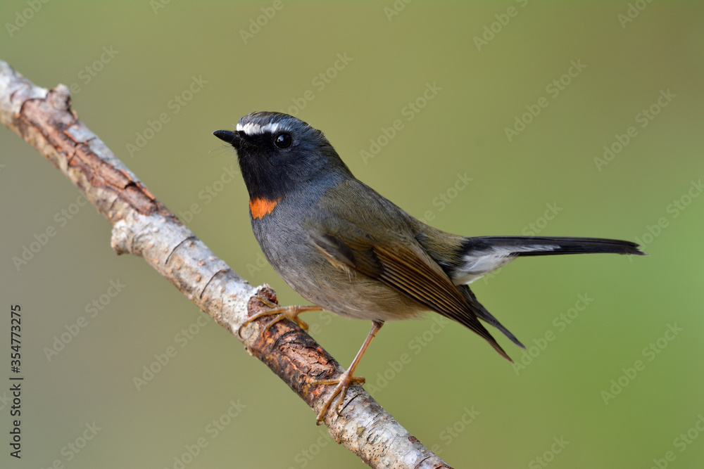 Beautiful dark grey to brown bird perching on pine twig over fine blur green background in nature, m