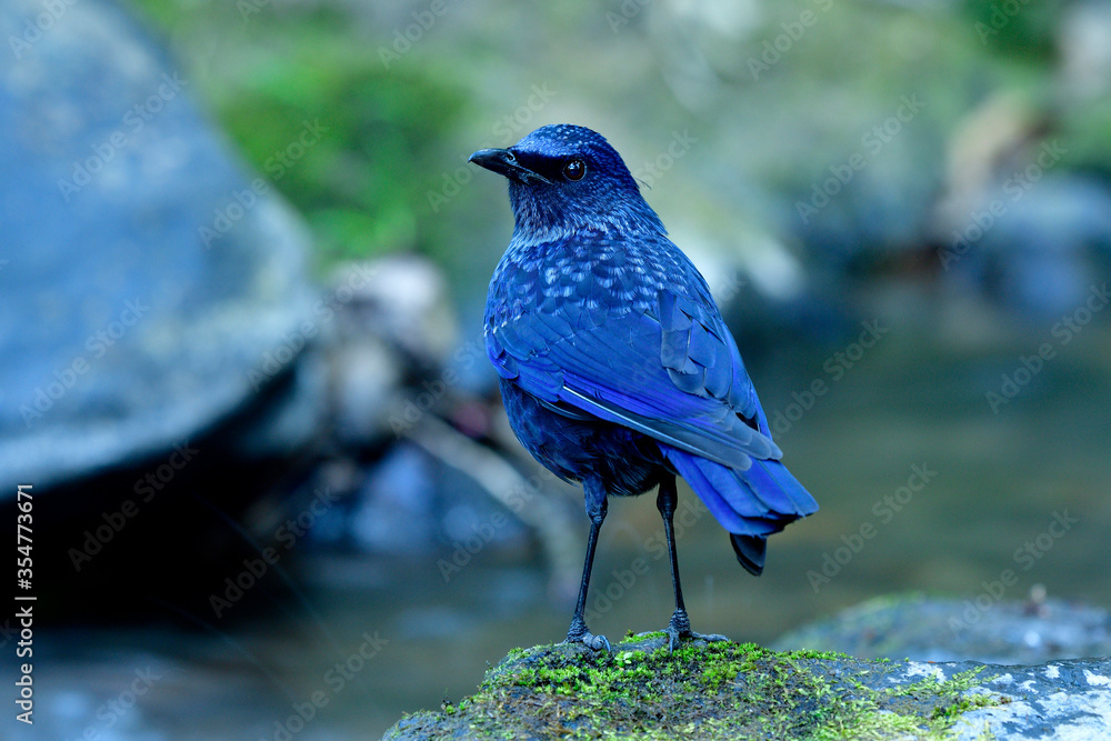 Blue whistling thrush (Myophonus caeruleus) mysterious velvet dark blue with black bills standing on