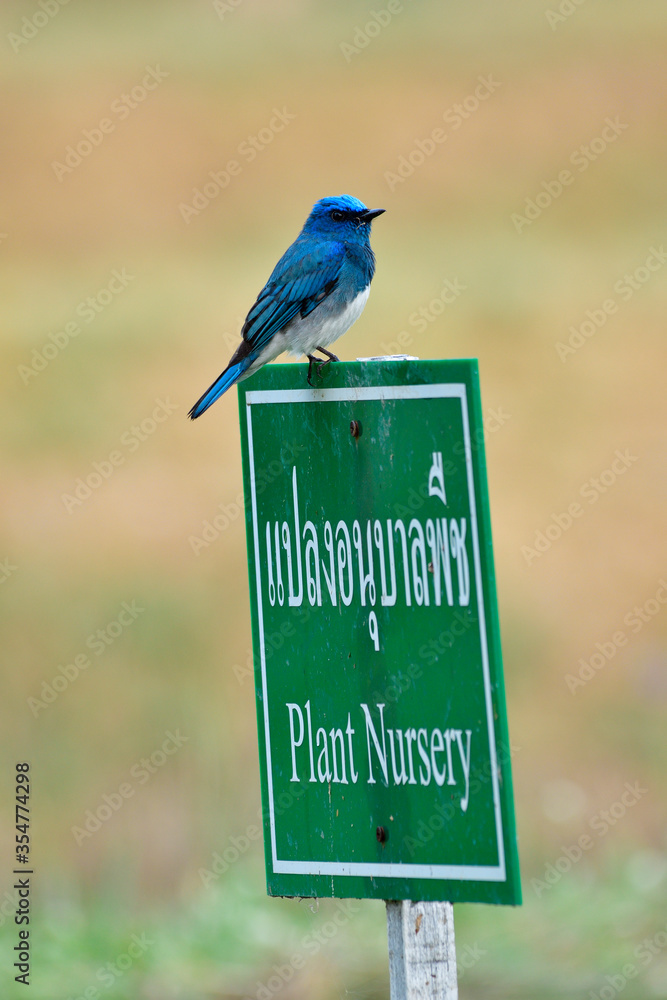 环境保护，可爱的小蓝鸟栖息在种植园苗圃的标志上，平静祥和