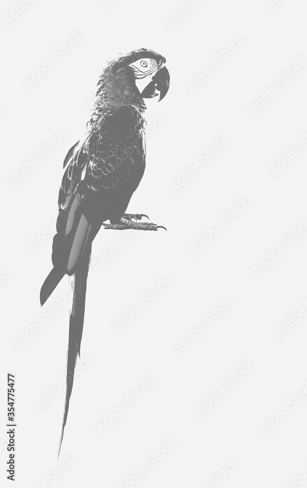 Macaw鹦鹉，灰色制服，白色背景，用于纹理作品和浮雕设计