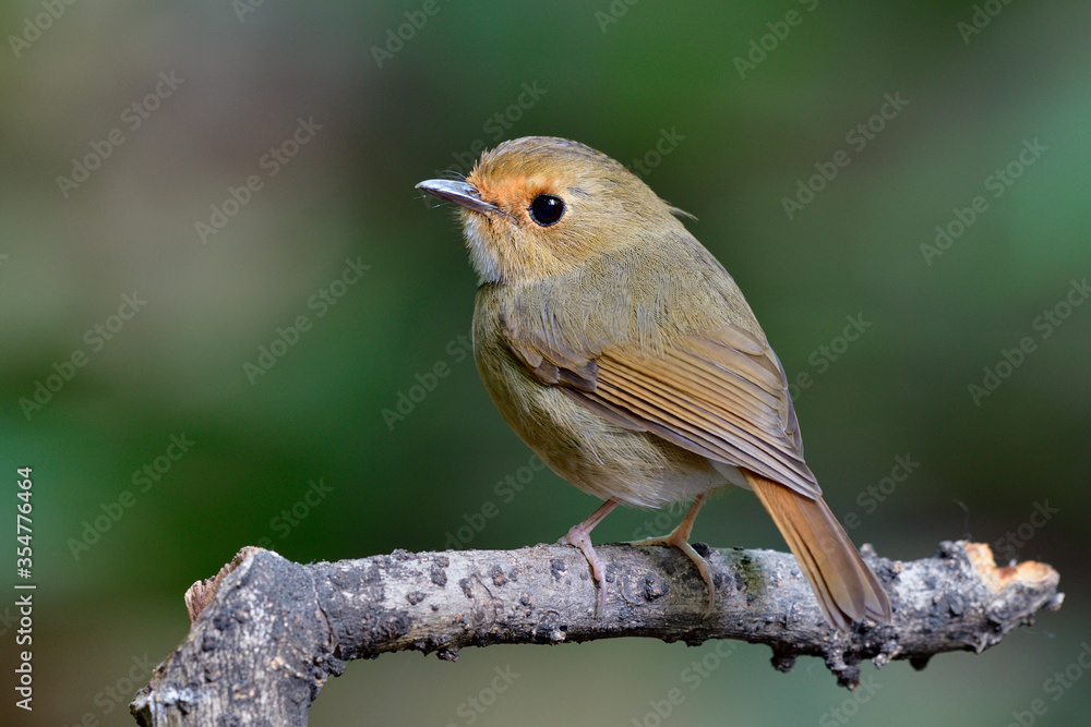 棕眉捕蝇（Anthibes solitaris），圆滚滚的棕色鸟，橙色眉毛，大眼睛栖息