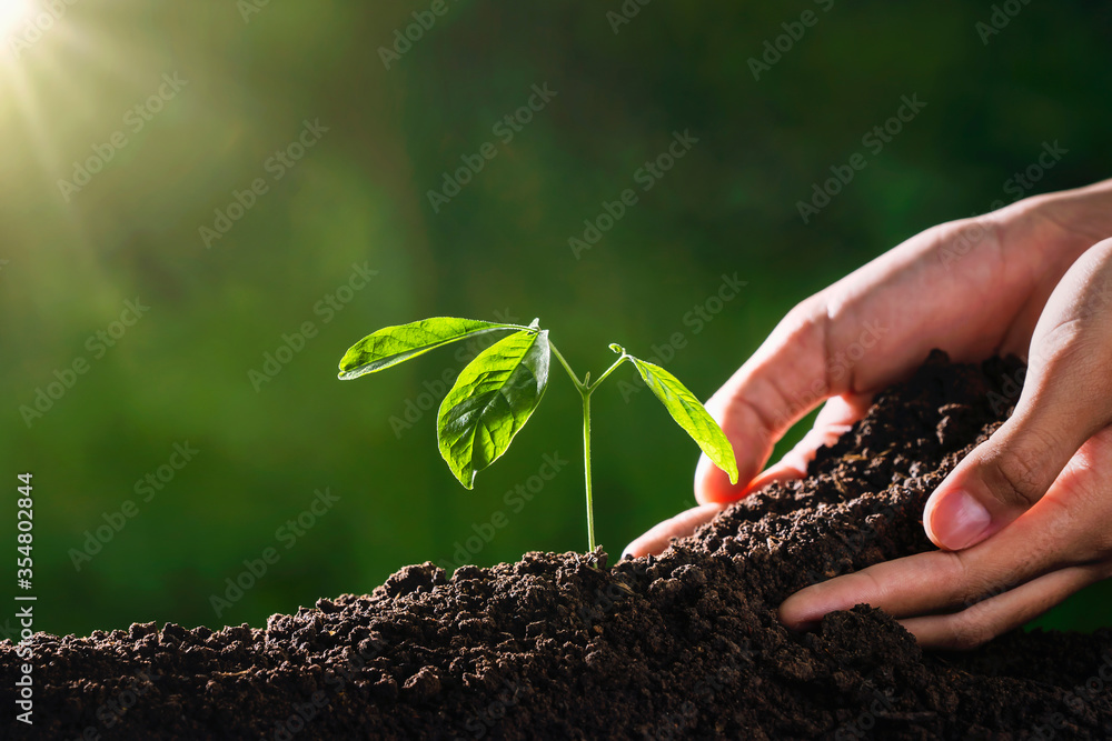 plant growing with hand and sunshine in garden. eco environment concept