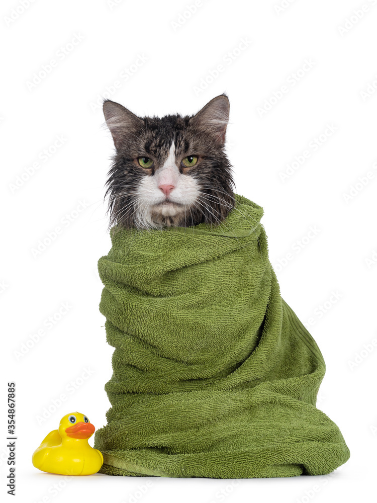 湿的刚洗过的成年挪威Forestcat，面朝前坐着，裹着绿色毛巾和bes