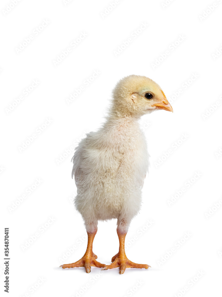 可爱的黄色小鸡，面朝前站着，侧身看。孤立在白色背景上。