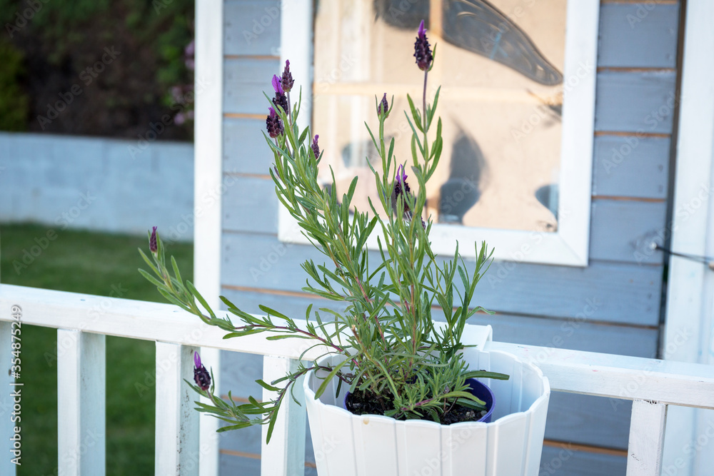 Lavender flowers in a hanging pot on the terrace