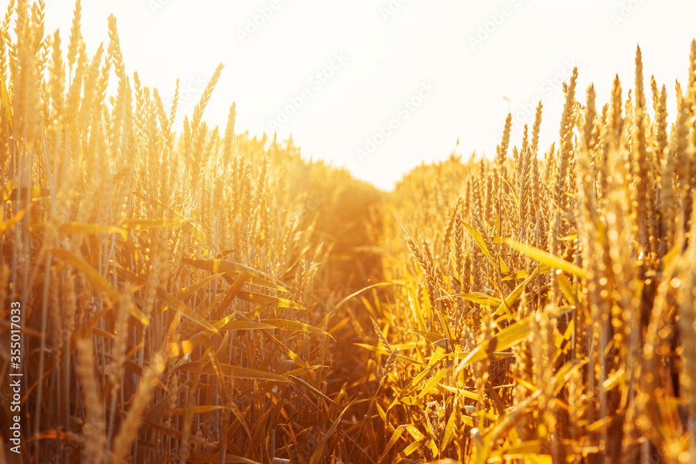 日落时金色的麦田，麦穗特写背景