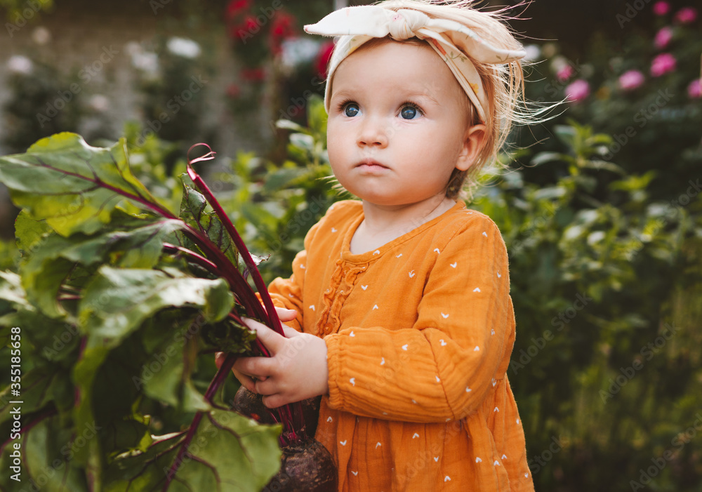 Baby girl holding beetroot healthy lifestyle organic vegan food eating vegetables child in garden ho