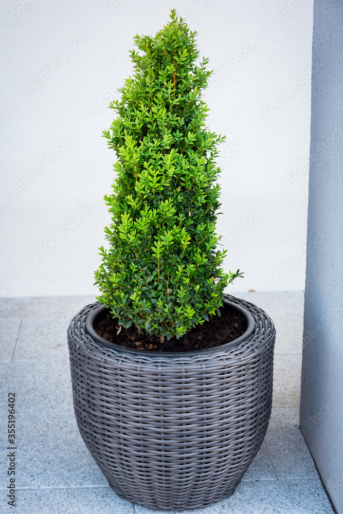 Boxwood bush planted in the flowerpot on the terrace