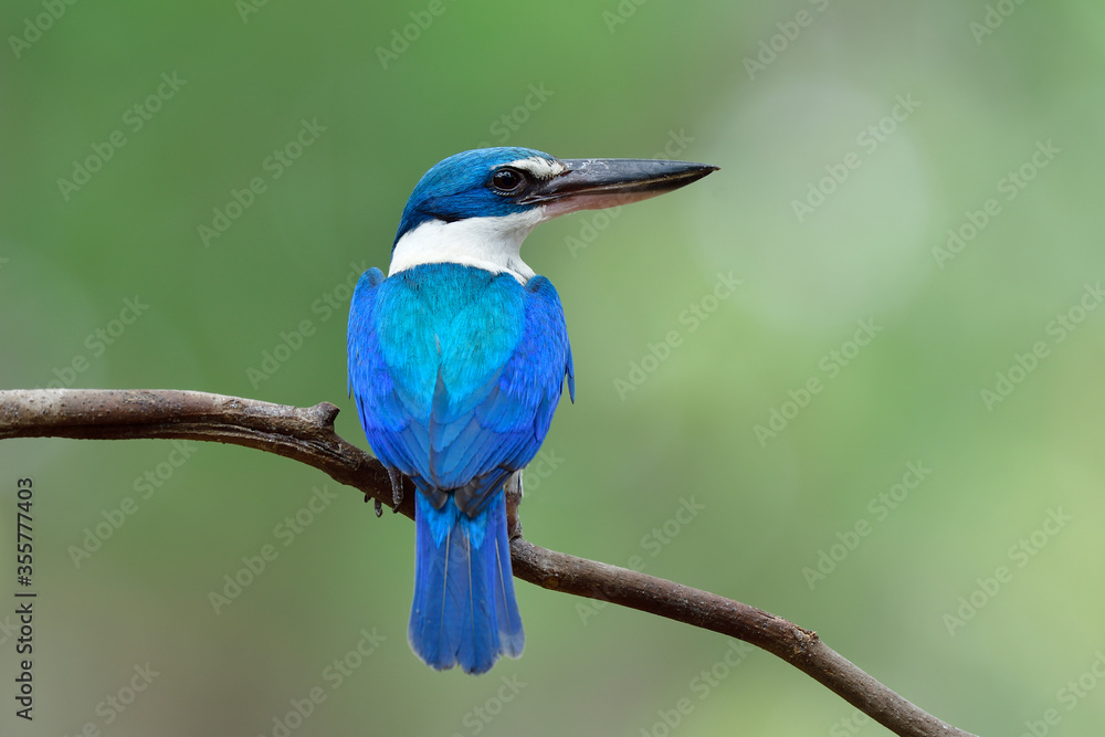 Beautiful blue and turquoise bird perching on thin branch showing its fine back feathers, collared k