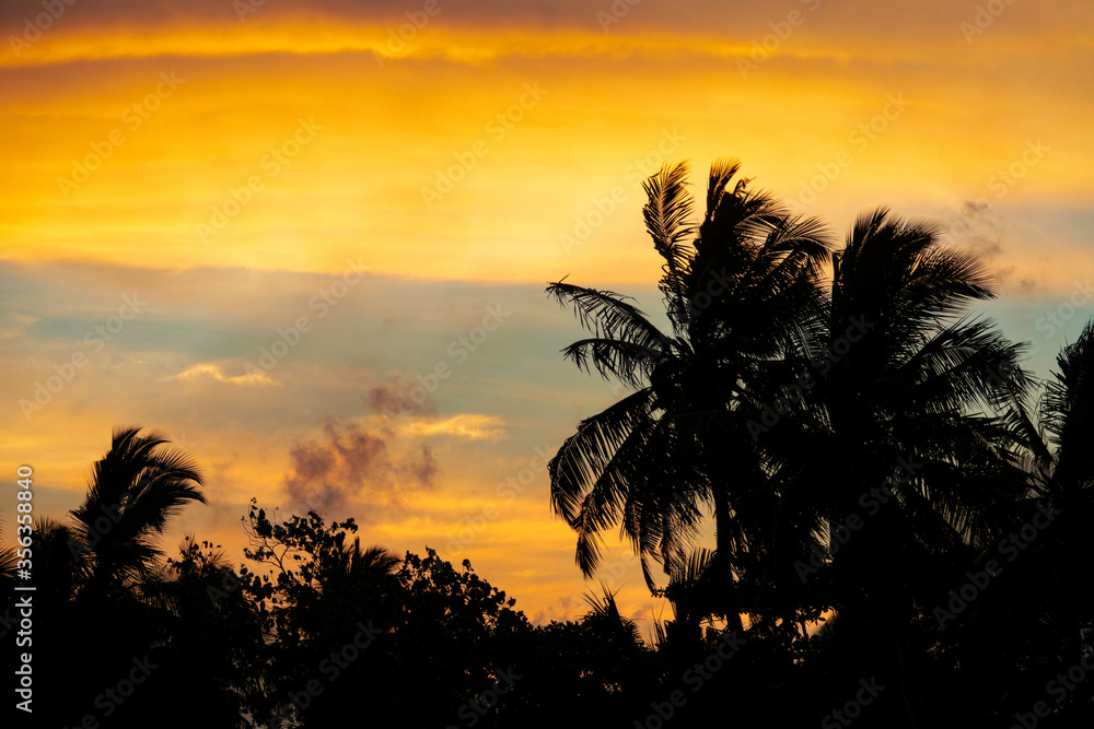 SILHOUETTE: Golden evening sky gently illuminates a lush rainforest in Maldives.