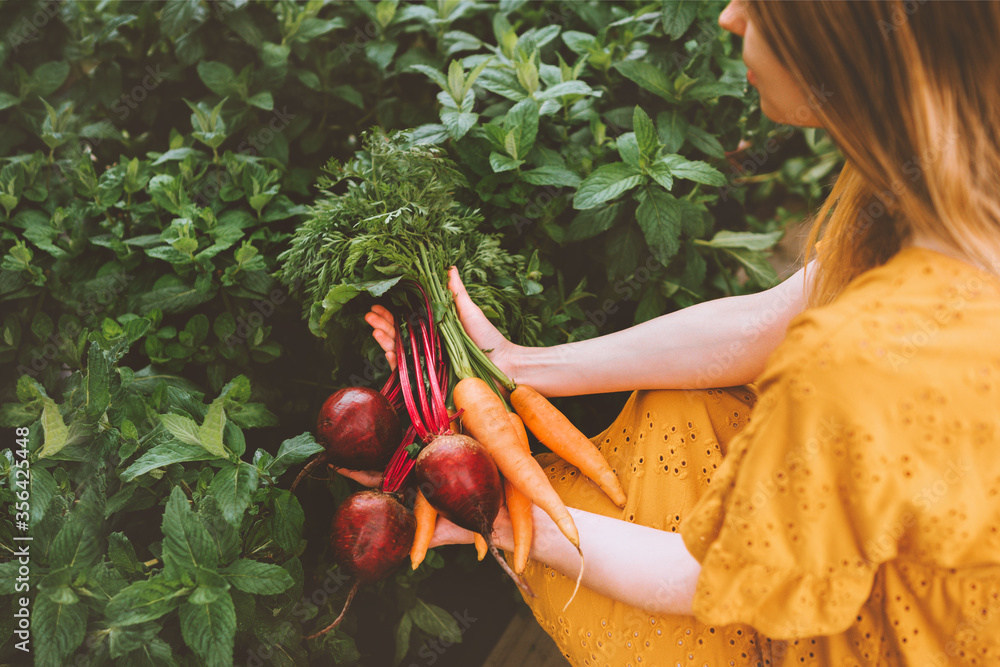 蔬菜收获新鲜采摘自花园健康生活方式素食食品有机甜菜和胡萝卜b