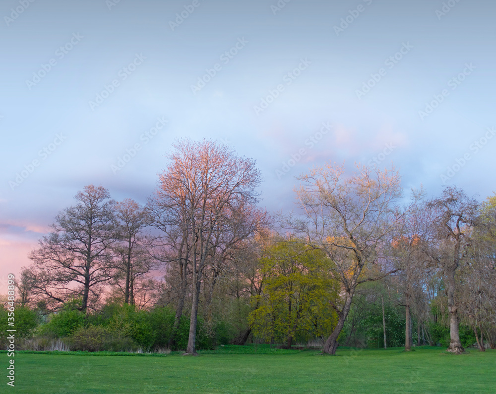 早春日落时美丽的树木和草坪