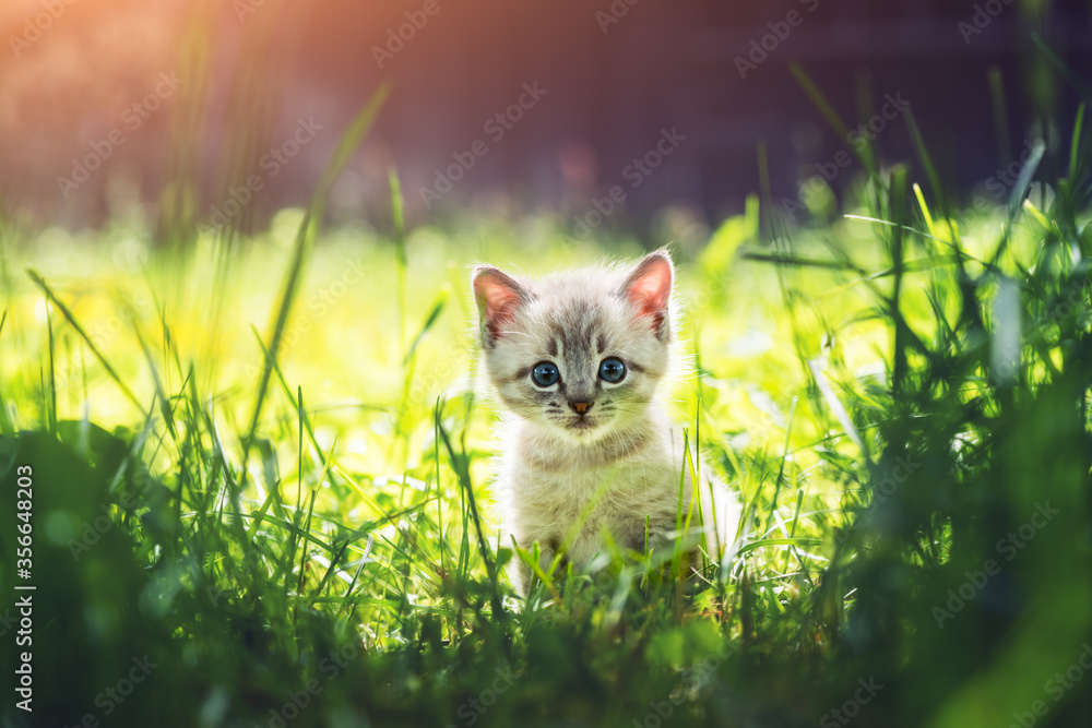 花园里绿草中长着蓝色ayes的小猫。动物宠物摄影