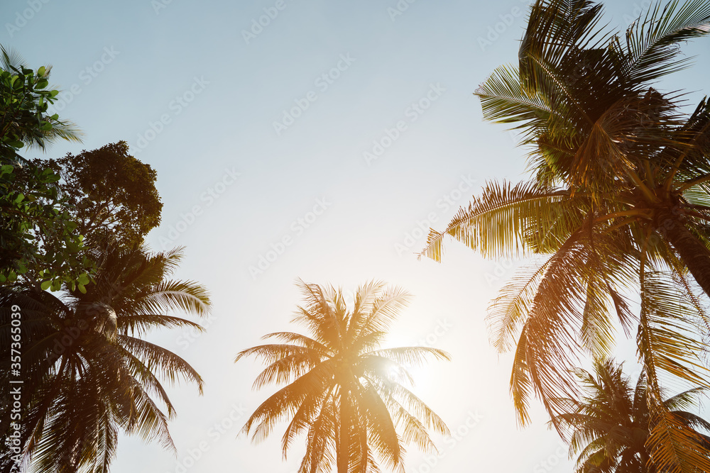 热带棕榈树高高耸立在海滩上，烈日炎炎，蓝天无垠
