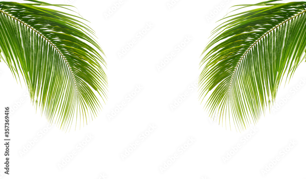 用于平面设计的白色背景上隔离的椰子树绿叶
