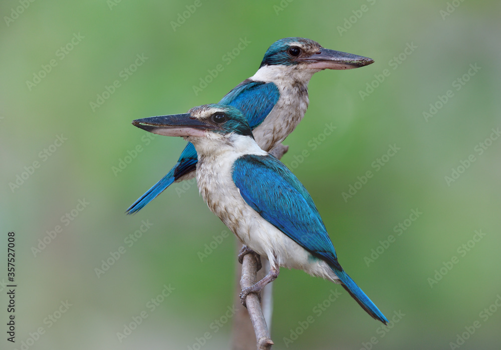 领翠鸟（Todiramphus chloris）爱中的亮蓝色鸟类