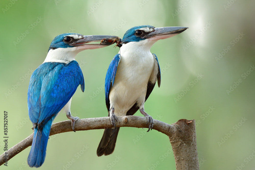 泰国红树林发现繁殖季节栖息在一起的迷人蓝鸟