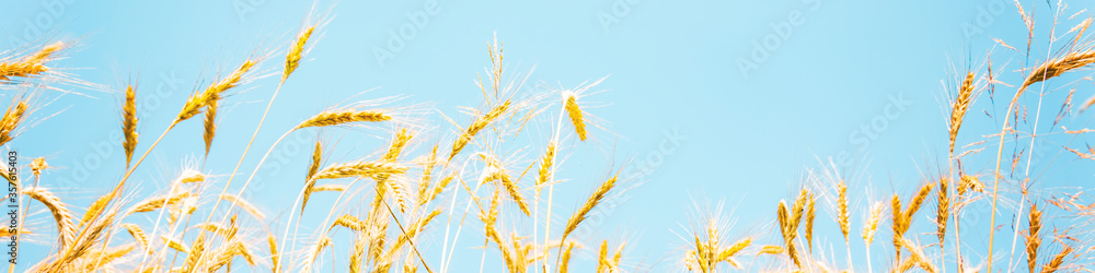 晴朗的蓝天上的金色小麦穗特写背景