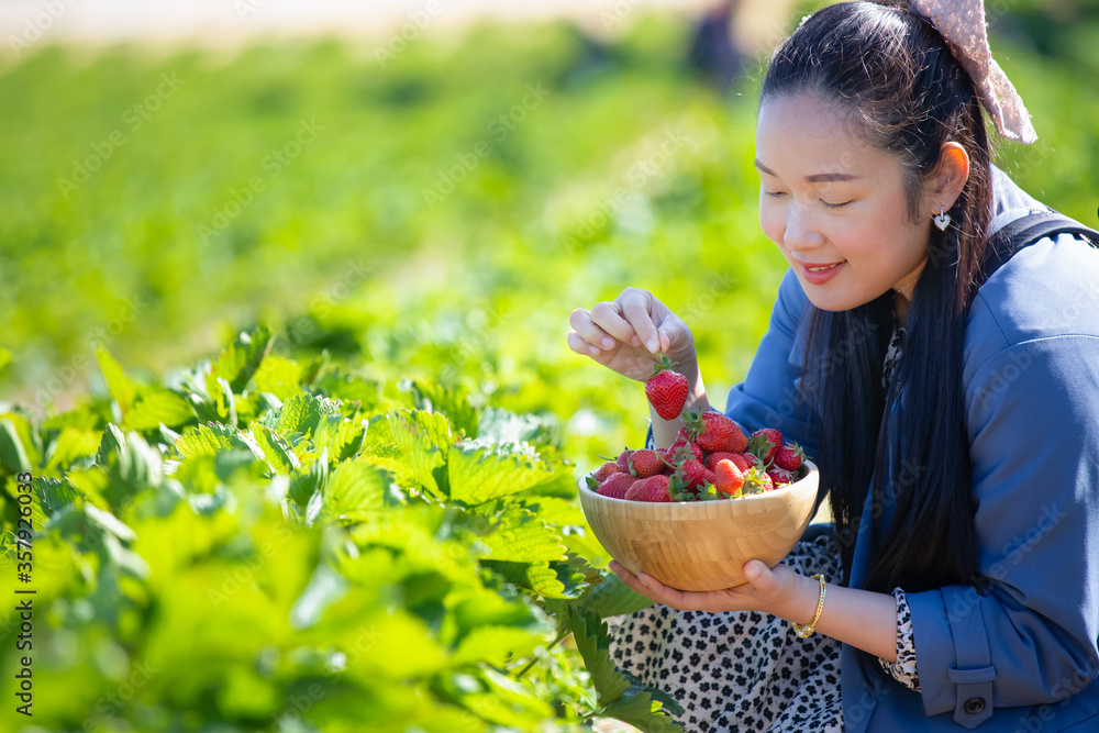 美丽的女人正在果园里摘草莓。新鲜成熟的有机草莓在