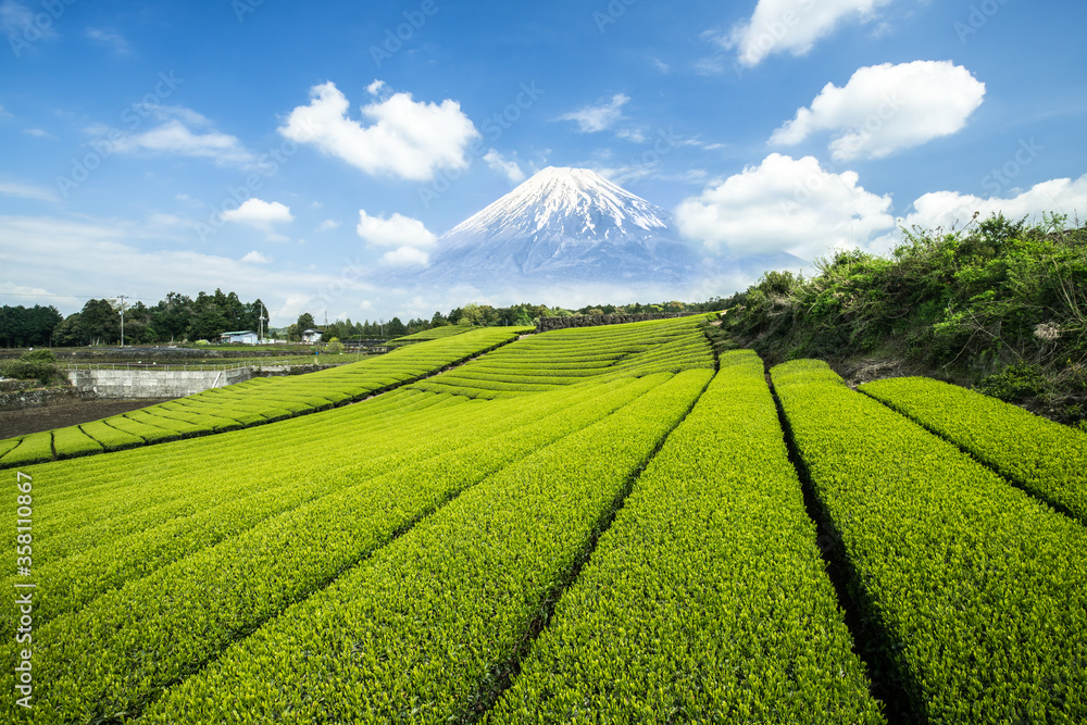 日本静冈县以富士山为背景的绿茶种植园