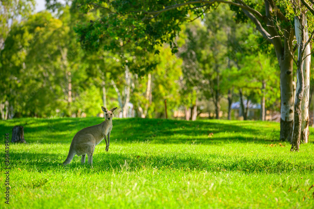 袋鼠在Q州卡利奥佩的高尔夫球场上，夏天在树荫下吃草。