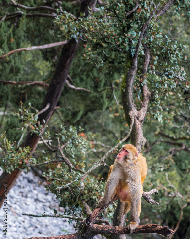 猴子在树上玩耍