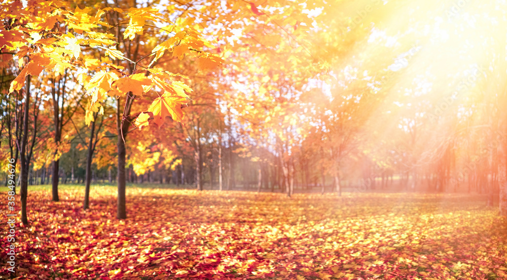 美丽的秋季森林，覆盖着掉落的橙色叶子和亮黄色阳光下的枫树