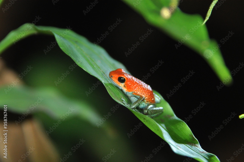 哥斯达黎加的Frosch auf Blatt