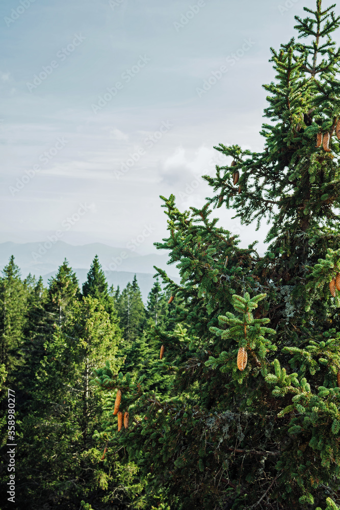 在蓝山的背景下，云杉顶部有球果和绿色云杉森林的美丽景色i