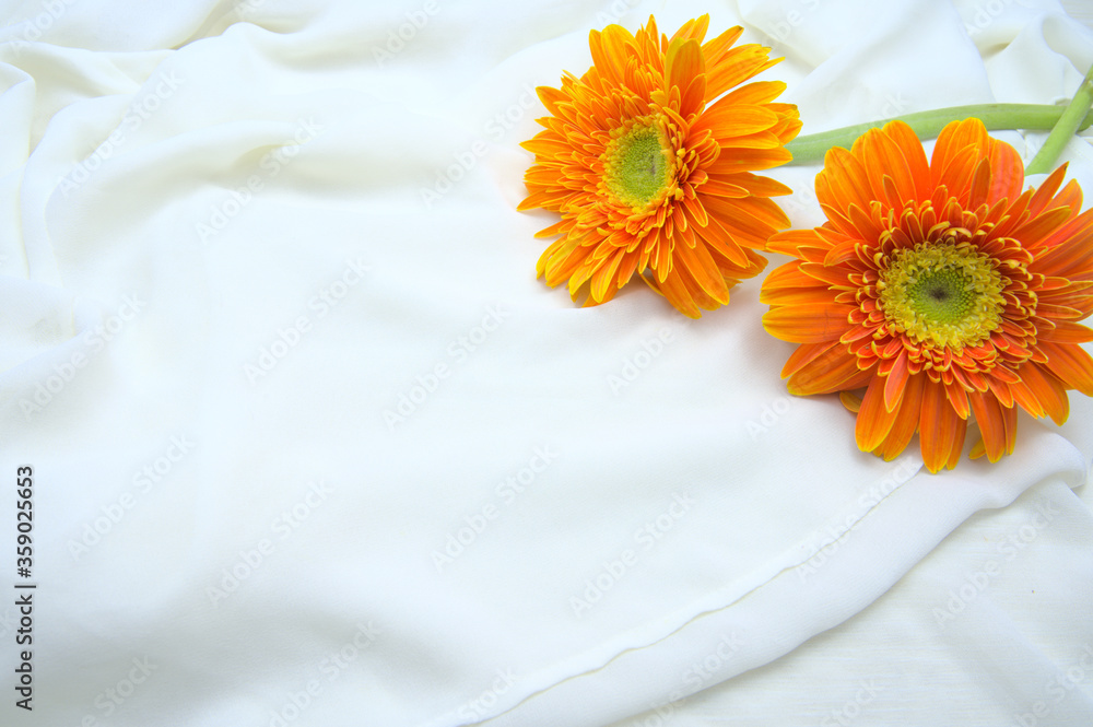 白色雪纺、橙色花朵和纱布上的两朵菊花