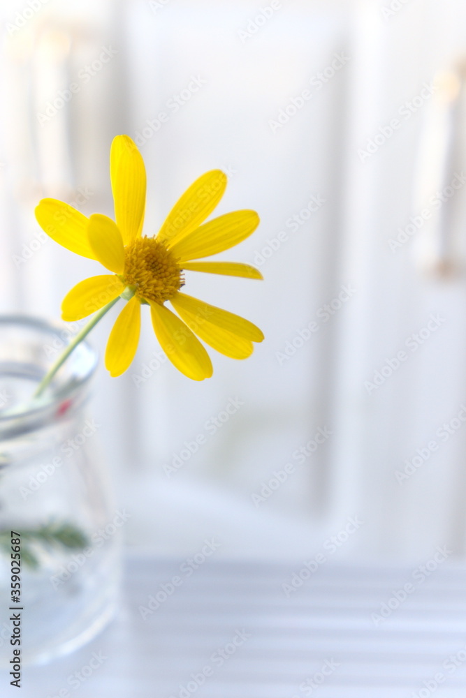 玻璃花瓶里的黄色菊花，室内装饰，bokeh