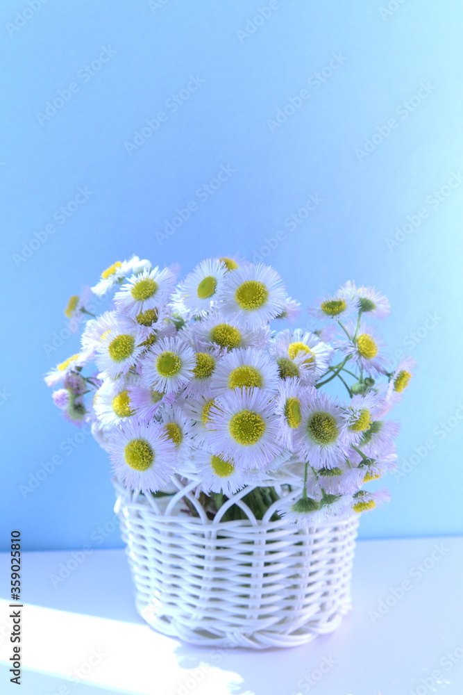 蓝色背景白色篮子里的白色雏菊，室内装饰
