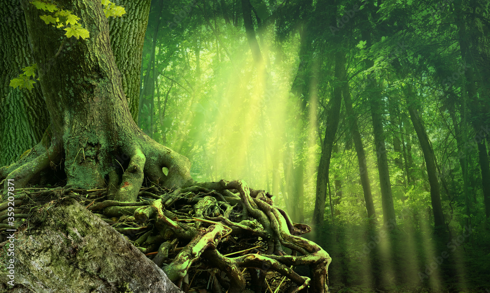 绿色的深色森林，阳光，弯曲交错的树根和岩石的老树