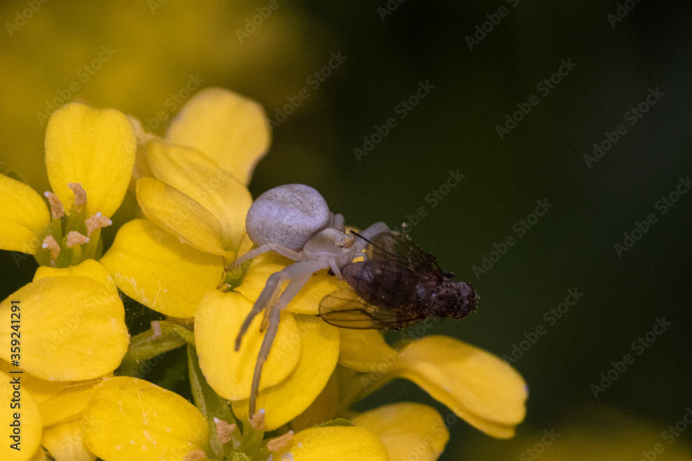 蜘蛛抓着黄色花朵上的苍蝇宏