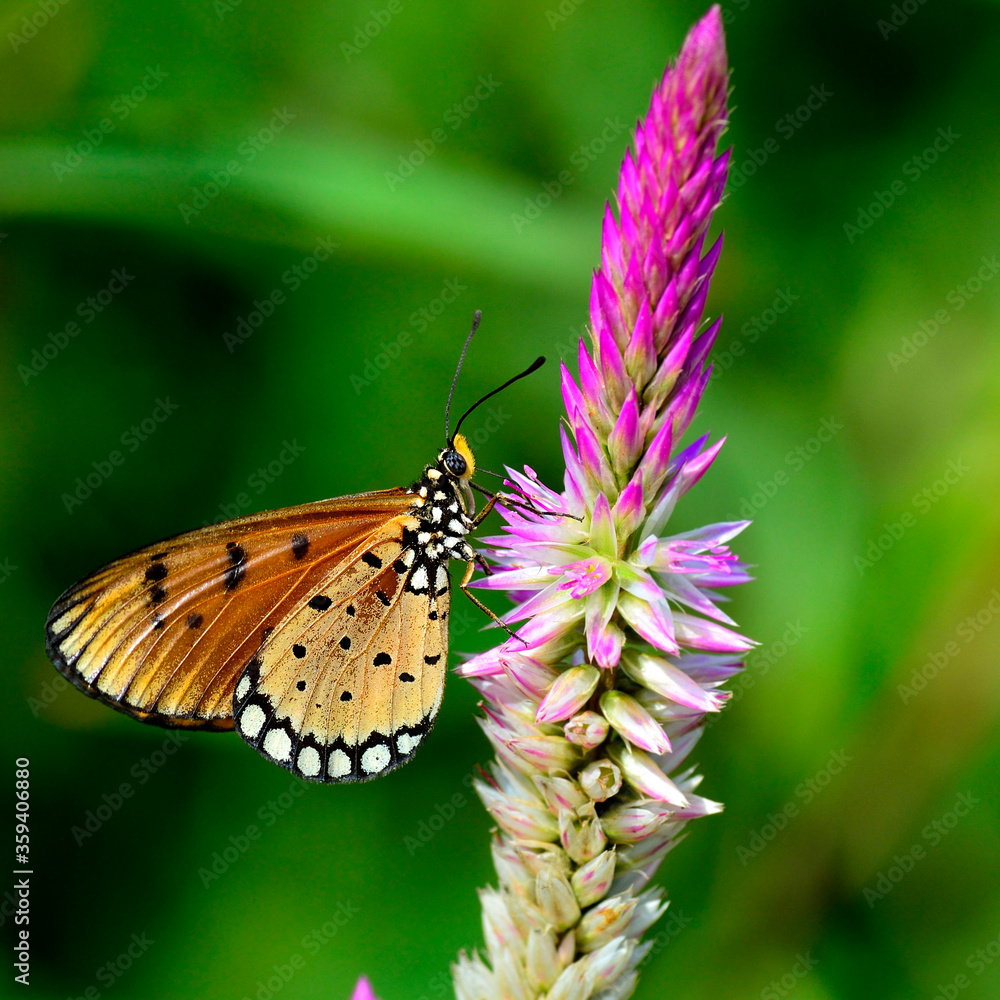 美丽的Tawny Costner蝴蝶栖息在粉红色的花朵上，蝴蝶和花朵