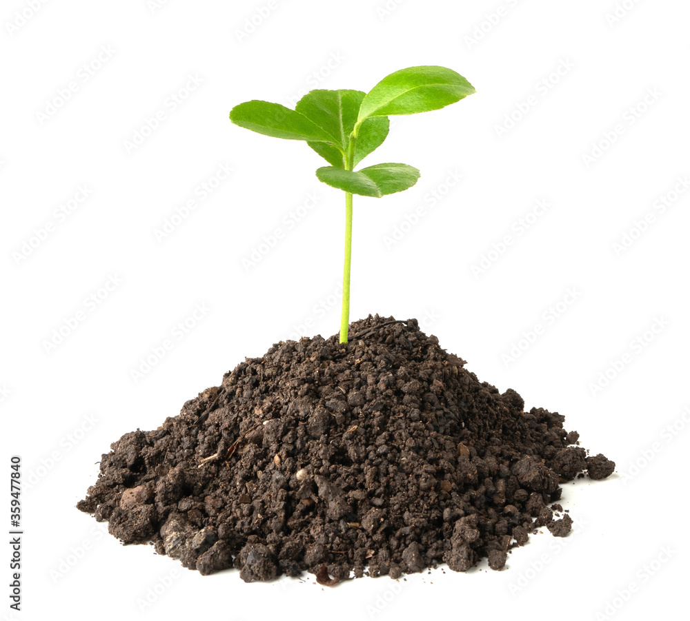 green plant growing on soil isolate white background