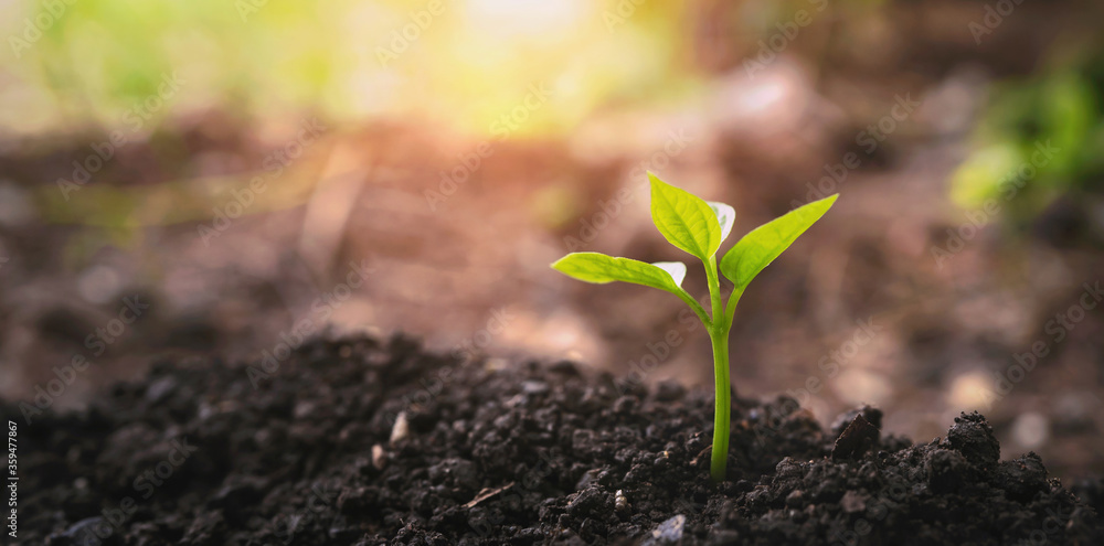 plant growing on soil with sunshine. eco earth day concept