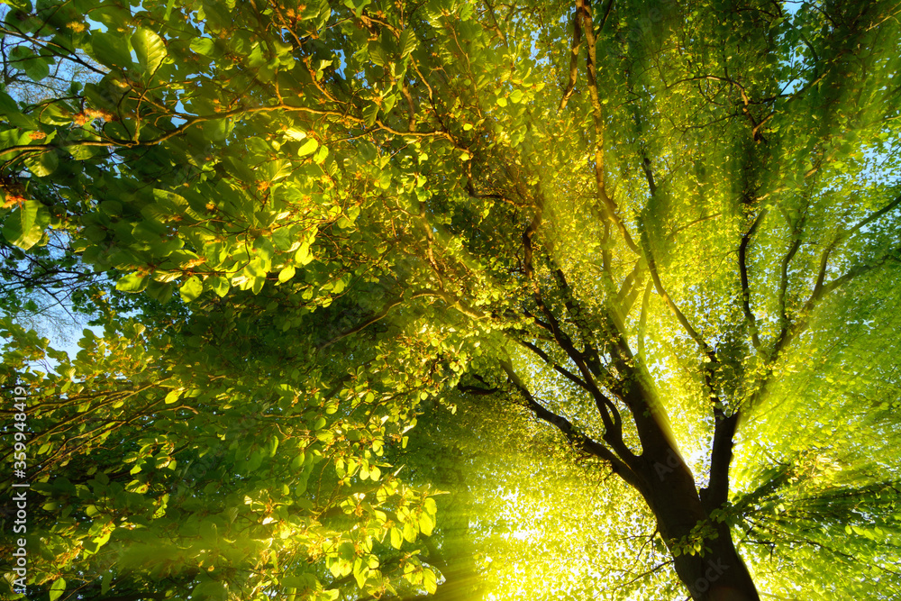 壮丽的光线戏剧性地照亮了树枝和树叶，伴随着阳光