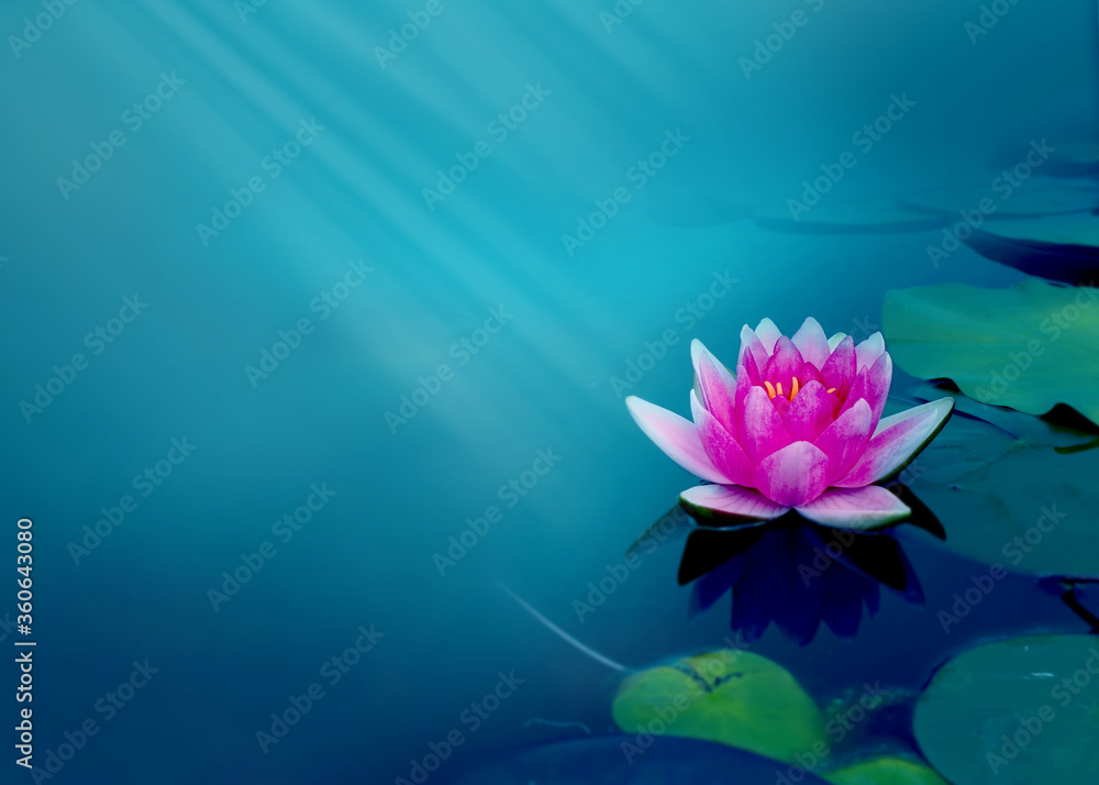 Beautiful water lily flower in the lake .Nymphaea reflection in the pond