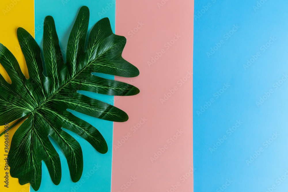 粉色蓝黄色绿色背景上的热带树叶Monstera，平面布置，俯视图，热带丛林M