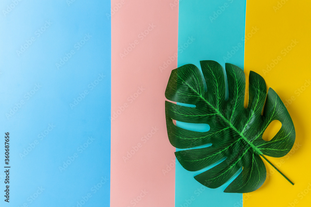 粉色蓝黄色绿色背景下的热带树叶Monstera，平面布置，俯视图，热带丛林M