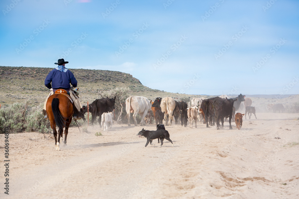 一个工作的牛仔和他的狗沿着一条路把一群牛带到O州一个新的、更绿色的牧场